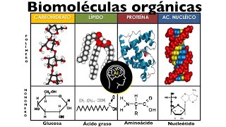 Biomoléculas presentes en células (orgánicas): carbohidratos, lípidos, proteínas y ácidos nucleicos