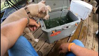 DIY LIVE BAIT TANK (UPGRADE)