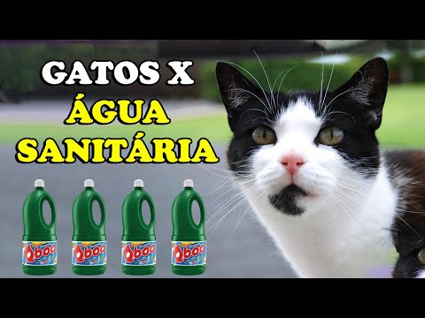 Vídeo: Como usar um condicionador de água em uma tigela de Betta