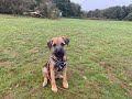 Hamish the 4 month old Border Terrier puppy - 2 Weeks Residential Dog Training