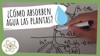 #68 ¿Cómo absorben realmente agua las plantas? | Ciencia | Carniplant