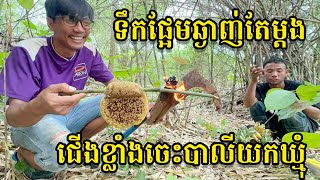 ទឹក​ផ្អែម​ឆ្ងាញ់​តែម្ដង​ រុក​ព្រៃ​យក​ឃ្មុំ​ពីរ​សំបុក​ | wild bees in the bush in the farm.