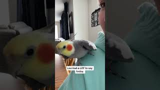 Cockatiel loves to talk!!!