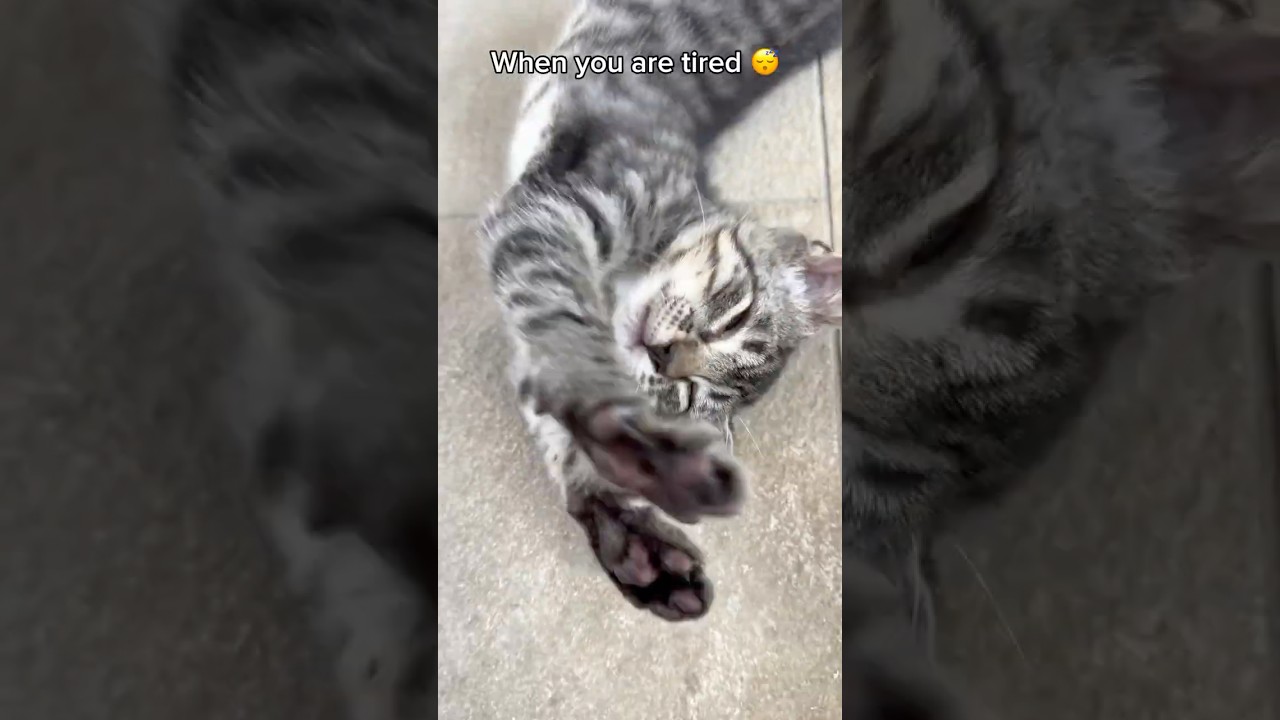 When FOMO won’t let you sleep 😹..#kittens #cats   #catrescue