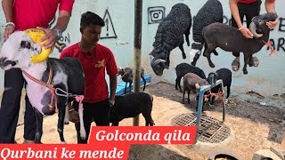 Qurbani ke bakre for sale in golconda qila katora house | rampuri & karnataka mende available in Hyd