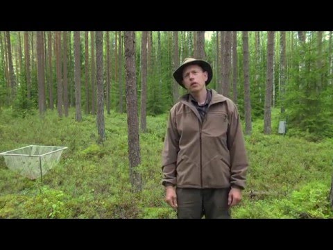 Video: Kuidas Peatada Metsatulekahjud Siberis