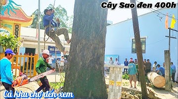 Chấn động Cần Thơ Cưa cây khổng lồ chưa từng thấy / Giant star tree saw never seen in Vietnam | T914
