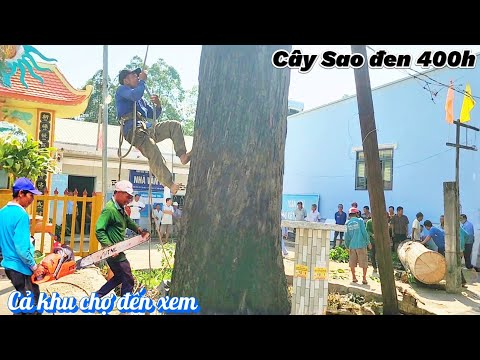 Chấn động Cần Thơ Cưa cây khổng lồ chưa từng thấy / Giant star tree saw never seen in Vietnam | T914