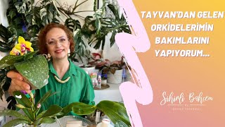 Tayvan'dan Gelen Orkidelerimin Bakımlarını Yapıyorum...