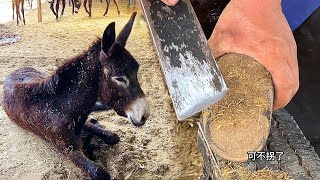 Rescue a donkey that can't stand properly, it has a hard time getting up!