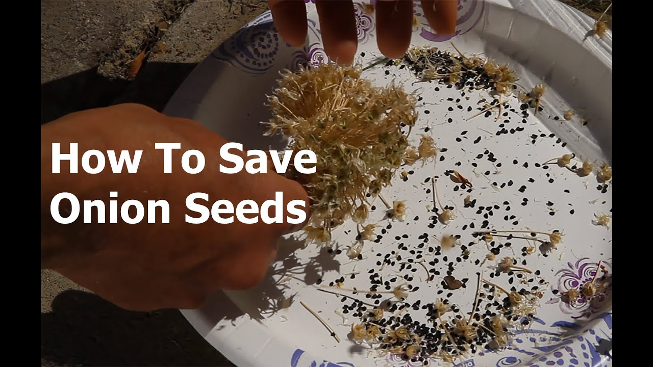 How to Save Onion Seeds YouTube