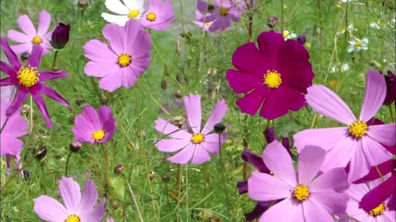 вишня и слива поспевают 19 07 23 года - YouTube