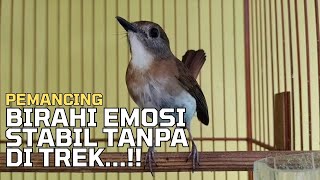 SUARA PEMANCING BIRAHI SRDC DAN EMOSI STABIL TANPA DI TREK - sikatan rimba dada coklat