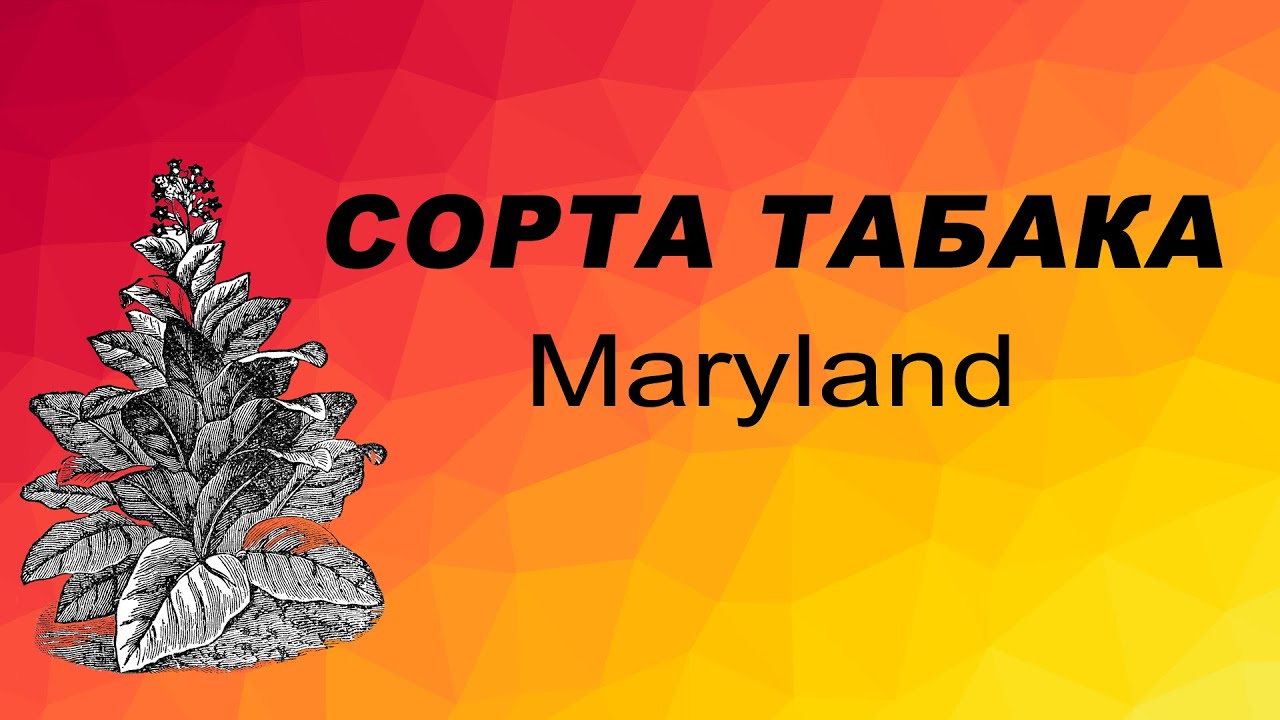 СОРТ ТАБАКА MARYLAND. Семена табака.