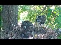 Common Buzzards (Tiszalök, Hungary) - Myszołowy - Rodzice noszą pisklęta na obiad🐥🌹🍀🐥🌹🍀 06/06/2022