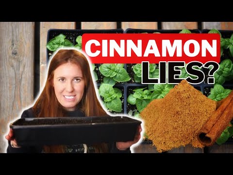 Does Cinnamon On Potting Soil Actually Help With Fungi When Starting Seeds? hqdefault