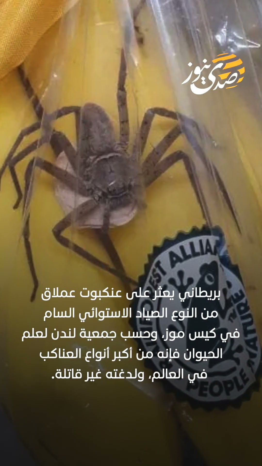 بريطاني يعثر على عنكبوت عملاق