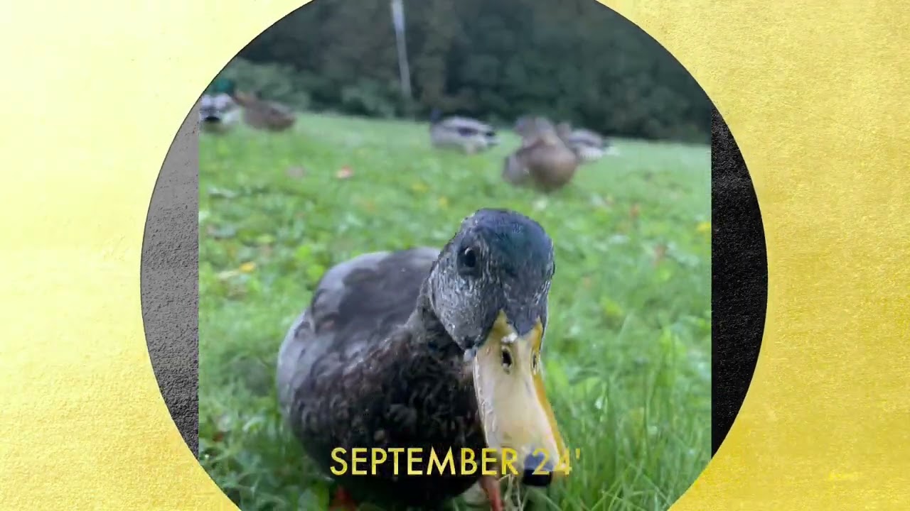 The Joy of Birdfeeding Funny Ducks and crows in the Autumn Morgning 🇳🇴 Norway Birds 