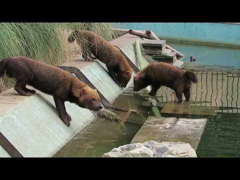 27 Sep 2017 Bush Dog At Kyoto Zoo Kyoto Japan Youtube