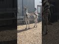 Zebras 🦓 roaming freely in the wild, enjoying every moment under the African sky. A true symbol