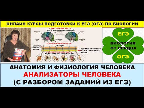 АНАЛИЗАТОРЫ. ИХ ОТДЕЛЫ И ФУНКЦИИ