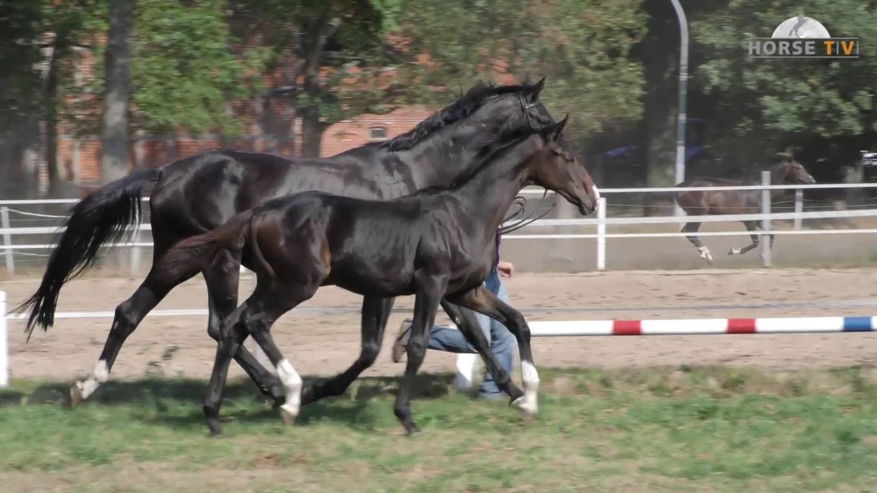 Jaguar Mail - YouTube