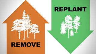 Forest Fast Break: Renewable Resources