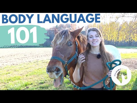 READING HORSE BODY LANGUAGE & BEHAVIOR
