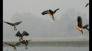 Lesser Whistling Duck (পাতি সরাল)