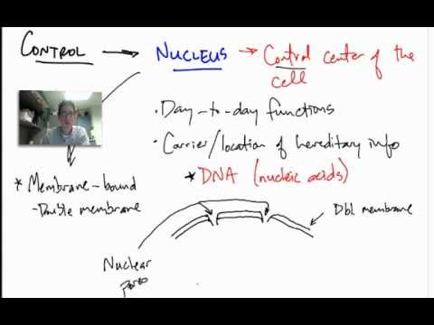 Nucleus Structure