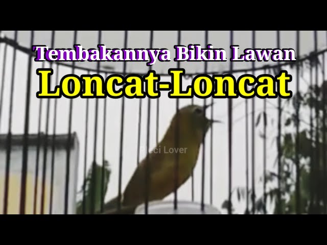 Tembakannya Bikin Pleci Lawan Loncat, Pleci Nembak Panjang class=