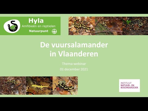 Hyla webinar - De Vuursalamander in Vlaanderen - 01/12/2021