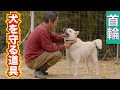 【愛犬を守る道具】散歩トレーニングに一番適した首輪はどれ？