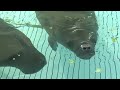 Injured Manatee gets custom made Manatee Wetsuit to help her stay afloat