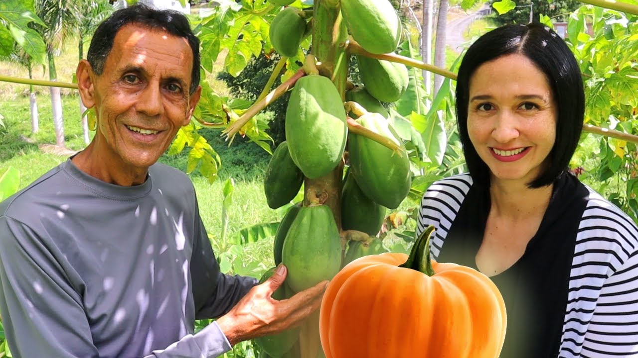 CALABAZA Y PAPAYA EFECTO CURATIVO PARA TU PRÓSTATA Y LOS PARÁSITOS