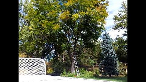 Locust tree trim in time lapse