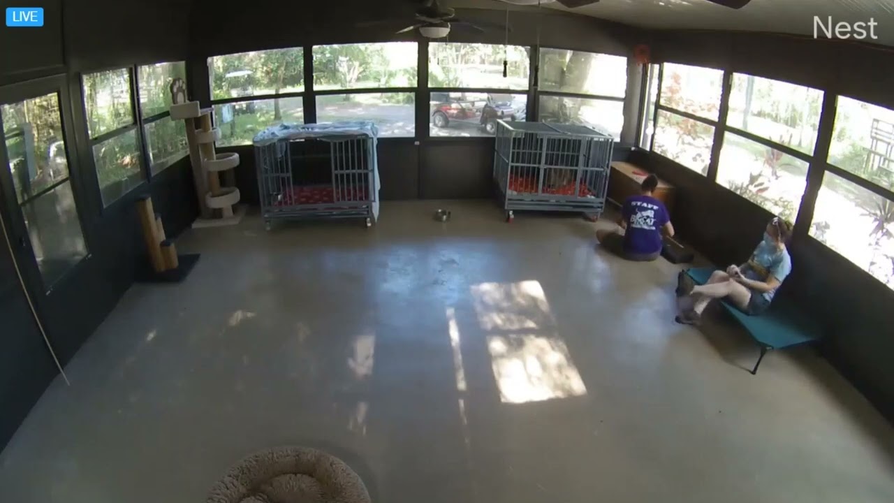 Dinner and meds. Keepers Afton and Erin with Gilligan Canada Lynx at