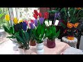 TULIPAS 🌷 EM GARRAFA PET (VASO E FLORES) ARTESANATO/RECICLAGEM