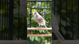 Pancingan Kenari Cuit Cuit Langsung Bunyi kenangkenangan kicaumania kenarigacorisian