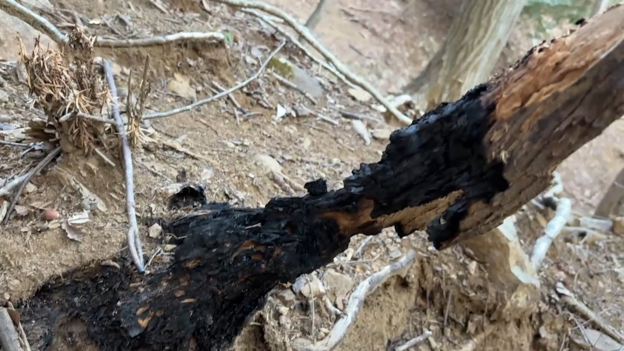 二ノ沢 山火事の２ヶ月後