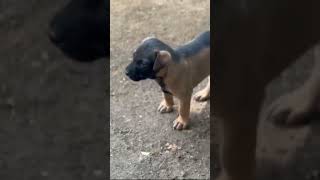 #whatsappstatus #sapps #doglove #labrador #whatsap #yt #ytshort #sapps #ytshorts #ytshortsindia