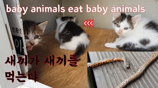 Kitten tasting wild food for the first time by 펜션 고양이랑 124,799 views 2 years ago 5 minutes, 41 seconds