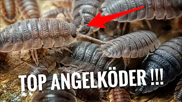 Was eignet sich als angelköder?