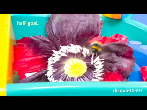 HAPPY bumble bee drum track! 🐝 having a GREAT time in the first poppy to flower in the back garden 🤗