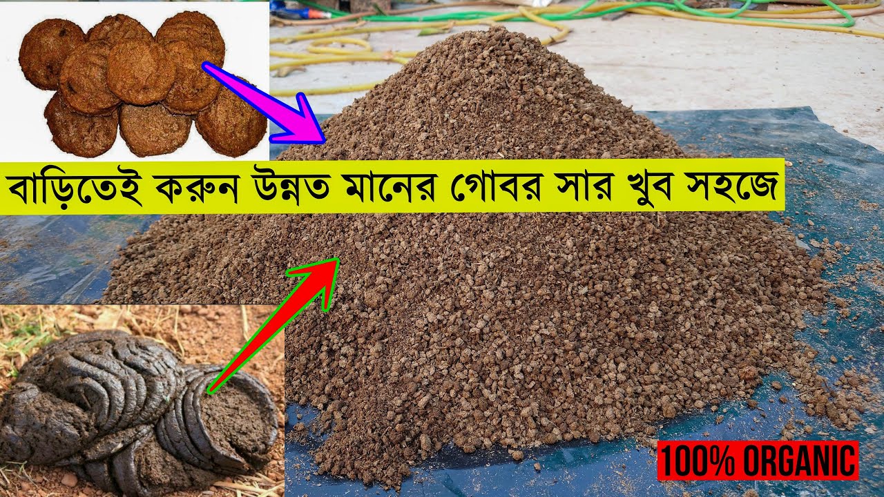 বাড়িতেই করুন গোবর সার, জেনে নিন পদ্ধতি । কাঁচা গোবর বা শুকনো ঘুঁটে থেকে এই সার তৈরি করতে পারবেন ।