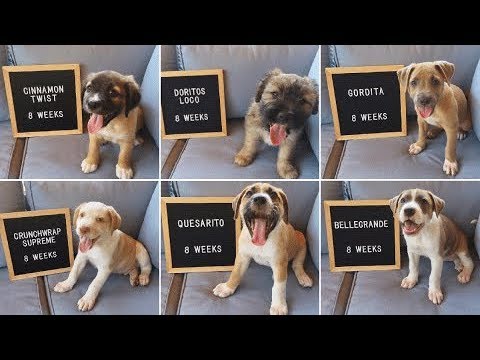 stray-dog-who-was-hours-away-from-being-put-down-gives-birth-to-eight-adorable-puppies