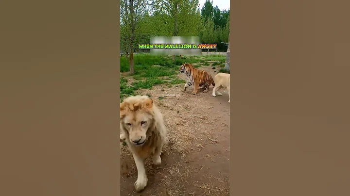 when the male lion is angry, the male tiger tries to stay away