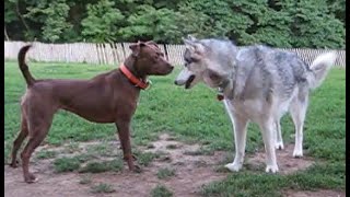 Pitbull Vs Wolf