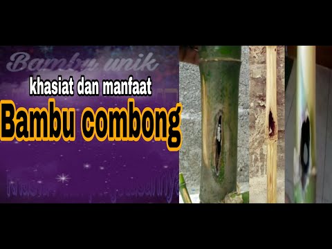 Bambu unik COMBONG,Khasiat dan kegunaannya