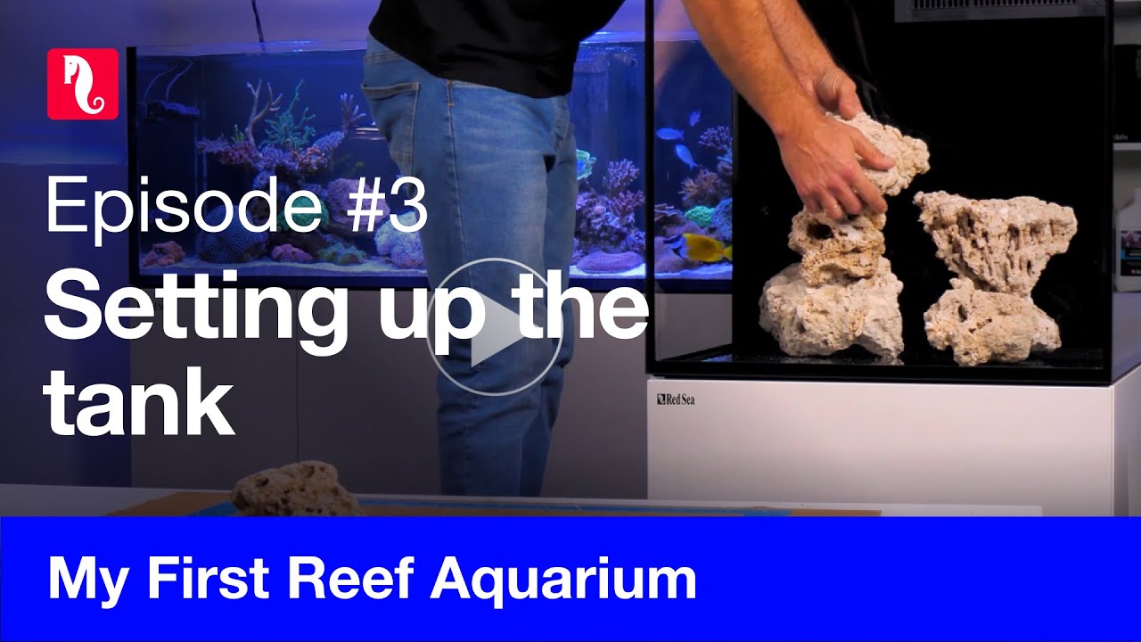 Get ready to dive deep into the fascinating world of reef aquariums!